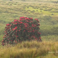 Rhododendron arboreum subsp. zeylanicum (Booth) Tagg